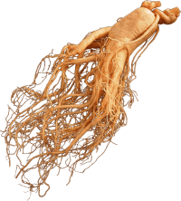 otaneninjin
