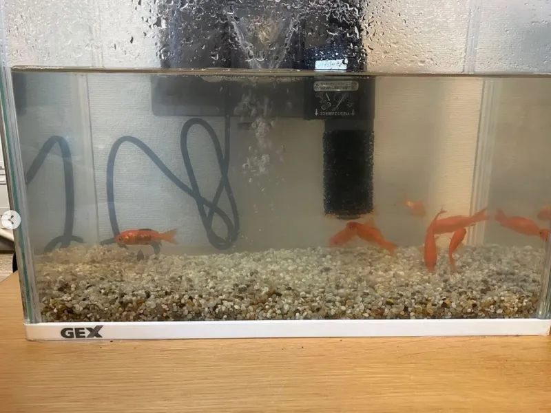 after：きれいになった水槽の水