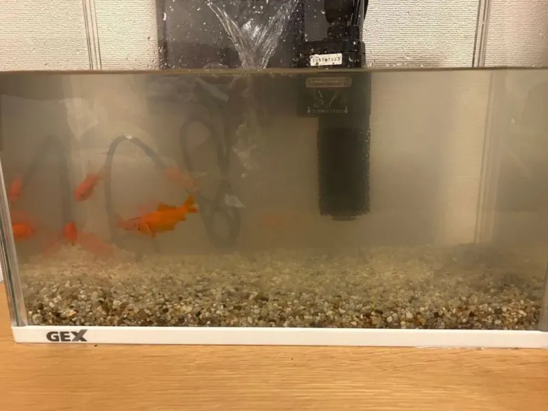 before：濁った水槽の水